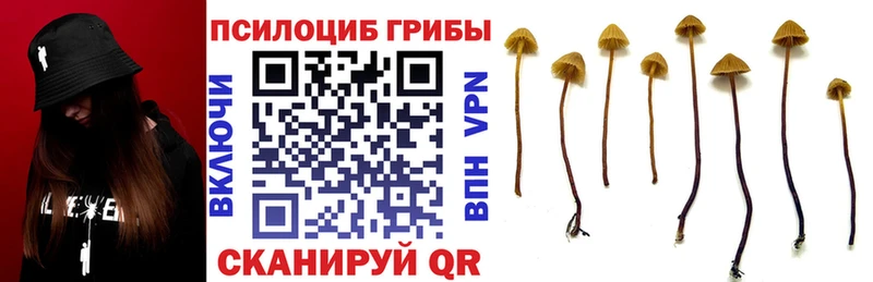 Псилоцибиновые грибы прущие грибы  как найти закладки  Сегежа 